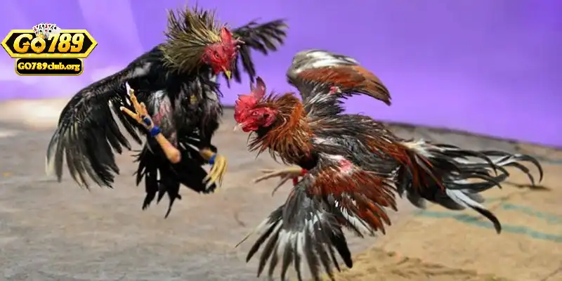 Giới thiệu đặc điểm đá gà Thomo tại Go789