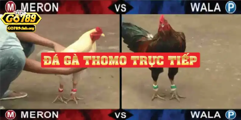 Những giống gà chiến xuất sắc