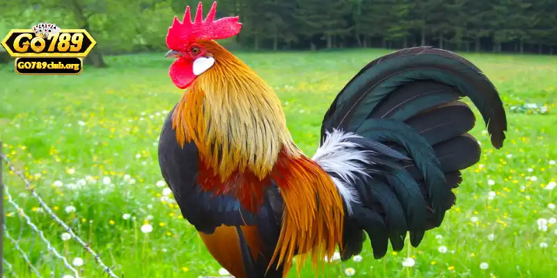 Phân loại màu mạng của gà đá cơ bản